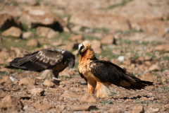 Lammergier-Bearded vulture-Bartgeier-Gypaetus barbatus-Spanje-Spain-Spanien