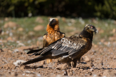 Lammergier-Bearded vulture-Bartgeier-Gypaetus barbatus-Spanje-Spain-Spanien