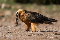 Lammergier-Bearded vulture-Bartgeier-Gypaetus barbatus-Spanje-Spain-Spanien