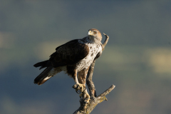 Havikarend-Bonelli's eagle-Habichtsadler-Aquila fasciata-Spanje-Spain-Spanien