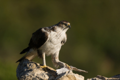 Havikarend-Bonelli's eagle-Habichtsadler-Aquila fasciata-Spanje-Spain-Spanien