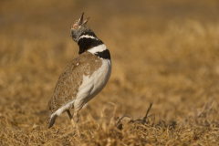 Kleine trap-Little bustard-Zwergtrappe-Tetrax tetrax-Spanje-Spain-Spanien