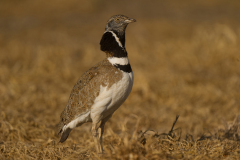 Kleine trap-Little bustard-Zwergtrappe-Tetrax tetrax-Spanje-Spain-Spanien