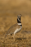 Kleine trap-Little bustard-Zwergtrappe-Tetrax tetrax-Spanje-Spain-Spanien