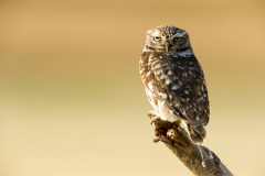 Steenuil-Little owl-Steinkauz-Athene noctua-Spanje-Spain-Spanien