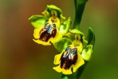 Gele orchis-Yellow bee-orchid- Gelbe Ragwurz-Ophrys lutea-Spanje-Spain-Spanien