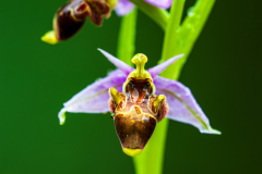 Sniporchid-Woodcock bee-orchid-Schnepfen-Ragwurz-Ophrys scolopax-Spanje-Spain-Spanien