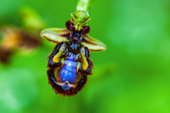 Spiegelorchis sps. Ragwurzen-Ophrys sps.-Spanje-Spain-Spanien