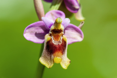 Wolzweverorchis-Sawfly orchid-Ophrys-Tenthredinifera-Wespen-Ragwurz-Ophrys tenthredinifera-Spanje-Spain-Spanien