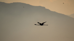 Flamingo-Greater Flamingo-Rosa Flamingo-Phoenicopterus ruber-Spanje-Spain-Spanien