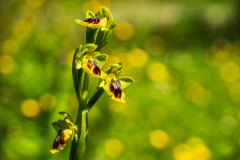 Gele orchis-Yellow bee-orchid- Gelbe Ragwurz-Ophrys lutea-Spanje-Spain-Spanien