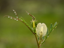 Gele wikke-Yellow vetch-Gelbe Wicke-Vicia lutea-Spanje-Spain-Spanien