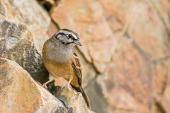 Grijze gors-Rock bunting-Zippammer-Emberiza cia-Spanje-Spain-Spanien