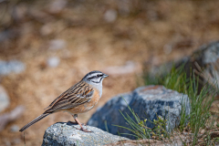 Grijze-Gors-Rock-Bunting-Zippammer-Emberiza-cia-Spanje-Spain-Spanien