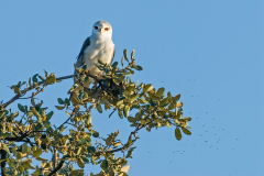 Grijze wouw-Black-shouldered kite-Gleitaar-Elanus caeruleus-Spanje-Spain-Spanien