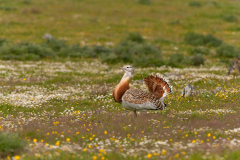 Grote trap-Great bustard-Großtrappe-Otis tarda-Spanje-Spain-Spanien