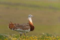 Grote trap-Great bustard-Großtrappe-Otis tarda-Spanje-Spain-Spanien
