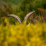 Iberische-Steenbok-Iberian-ibex-Iberiensteinbock-Capra-pyrenaica-cia-Spanje-Spain-Spanien