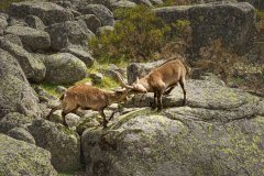 Iberische-Steenbok-Iberian-ibex-Iberiensteinbock-Capra-pyrenaica-cia-Spanje-Spain-Spanien