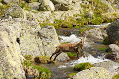 Iberische-Steenbok-Iberian-ibex-Iberiensteinbock-Capra-pyrenaica-cia-Spanje-Spain-Spanien