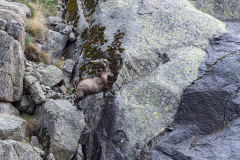 Iberische-Steenbok-Iberian-ibex-Iberiensteinbock-Capra-pyrenaica-cia-Spanje-Spain-Spanien