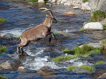 Iberische-Steenbok-Iberian-ibex-Iberiensteinbock-Capra-pyrenaica-cia-Spanje-Spain-Spanien