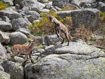 Iberische-Steenbok-Iberian-ibex-Iberiensteinbock-Capra-pyrenaica-cia-Spanje-Spain-Spanien