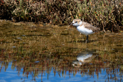 Kleine Strandloper-Little Stint-Zwergstrandläufer-Calidris minuta-Spanje-Spain-Spanien