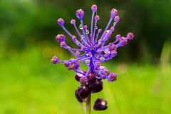 Kuifhyacint-Tassel hyacinth-Schopf Traubenhyazinthe-Muscari comosum-Spanje-Spain-Spanien