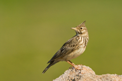 Kuifleeuwerik-Crested lark- Haubenlerche-Galerida cristata-Spanje-Spain-Spanien