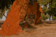 Kurkeik-Cork oak-Korkeiche-Quercus-suber-Spanje-Spain-Spanien