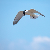 Lachstern-Gull-billed Tern-Lachseeschwalbe-Gelochelidon nilotica-Spanje-Spain-Spanien