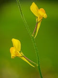 Linaria spartea-Spanje-Spain-Spanien