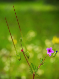 Reigersbek-Common stork's-bill-Gewöhnliche Reiherschnabel-Erodium cicutarium-Spanje-Spain-Spanien