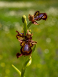 Spiegelorchis sps. Ragwurzen-Ophrys sps.-Spanje-Spain-Spanien