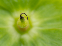 Wrangwortel-Green hellebore-Grüne Nieswurz-Helleborus viridis-Spanje-Spain-Spanien