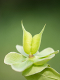 Wrangwortel-Green hellebore-Grüne Nieswurz-Helleborus viridis-Spanje-Spain-Spanien