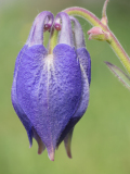Akelei-Columbines-Akeleien-Aquilegia-Spanje-Spain-Spanien