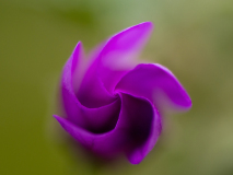 Groot kaasjeskruid-Common mallow-Wilde Malve-Malva sylvestris-Spanje-Spain-Spanien