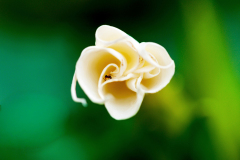 Doornappel-Thornapple-Gemeine Stechapfel-Datura stramoniumSpanje-Spain-Spanien