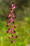 Middelste duivelskervel-Common ramping-fumitory-Fumaria muralis-Spanje-Spain-Spanien