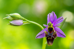Sniporchid-Woodcock bee-orchid-Schnepfen-Ragwurz-Ophrys scolopax-Spanje-Spain-Spanien