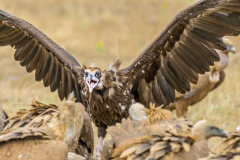 Monniksgier-Cinereous vulture-Mönchsgeier-Aegypius monachusSpanje-Spain-Spanien