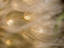 Gele morgenster-Meadow salsify-Wiesen-Bocksbart-Tragopogon pratensis-Spanje-Spain-Spanien