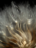 Morgenster-Bocksbart-Tragopogon sp.-Spanje-Spain-Spanien