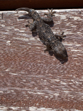 Muurgekko-Tarentola mauritanica-Mauergecko-Tarentola mauritanica-Spanje-Spain-Spanien