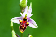 Sawfly orchid-Ophrys-Tenthredinifera-Wespen-Ragwurz-Ophrys tenthredinifera-Spanje-Spain-Spanien