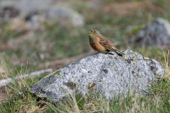 Ortolaan-Ortolan bunting-Ortolan-Emberiza hortulana-Spanje-Spain-Spanien