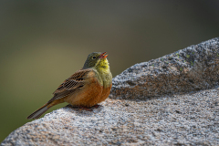 Ortolaan-Ortolan bunting-Ortolan-Emberiza hortulana-Spanje-Spain-Spanien