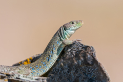 Parelhagedis-Ocellated-Lizard-PerleidechseTimon-lepidus-Spanje-Spain-Spanien